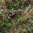 Жители домов микрорайона Молодежный сегодня нашли хищную птицу...